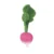 RAMONA THE RADISH